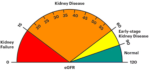 A semicircular gauge showing eGFR levels: 0-15 (Kidney Failure, red), 15-60 (Kidney Disease, orange), 60-90 (Early-stage Kidney Disease, yellow), and 90-120 (Normal, green) highlights the importance of early detection of kidney disease.